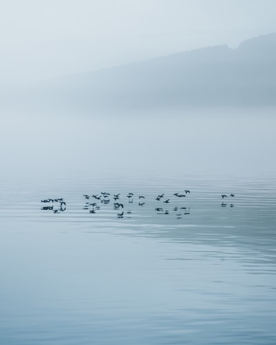 白天在水面上的鸟群